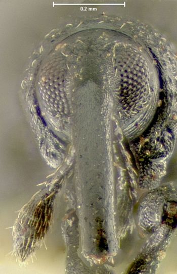 Media type: image;   Entomology 25119 Aspect: head frontal view